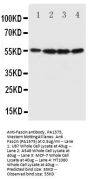 Anti-Fascin/FSCN1 Antibody Picoband®