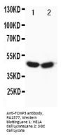 Anti-Forkhead box protein P3 FOXP3 Antibody Picoband®
