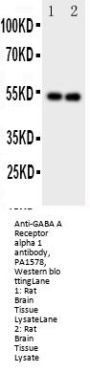 Anti-GABA A Receptor alpha 1/GABRA1 Antibody Picoband®