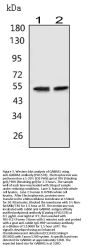 Anti-GABA A Receptor alpha 1/GABRA1 Antibody Picoband®