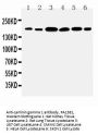 Anti-Laminin gamma 1/LAMC1 Antibody Picoband®
