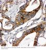 Anti-Laminin gamma 1/LAMC1 Antibody Picoband®