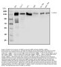 Anti-Laminin subunit gamma-2 LAMC2 Antibody Picoband®