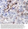 Anti-Laminin subunit gamma-2 LAMC2 Antibody Picoband®