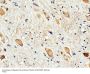 Anti-Dopamine Receptor D3/DRD3 Antibody Picoband®