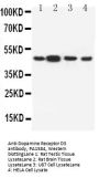 Anti-Dopamine Receptor D3/DRD3 Antibody Picoband®