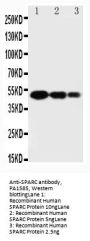 Anti-SPARC Antibody Picoband®