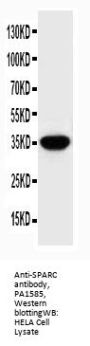 Anti-SPARC Antibody Picoband®