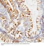 Anti-SPARC Antibody Picoband®