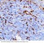 Anti-TREM1 Antibody Picoband®