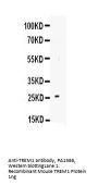 Anti-TREM1 Antibody Picoband®