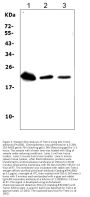Anti-TREM1 Antibody Picoband®