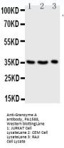 Anti-Granzyme A/GZMA Antibody Picoband®