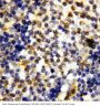 Anti-Granzyme A/GZMA Antibody Picoband®