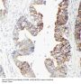 Anti-GST3/GST pi/GSTP1 Antibody Picoband®