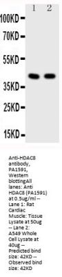 Anti-Histone deacetylase 8 HDAC8 Antibody Picoband®