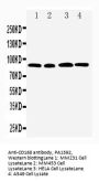 Anti-CD168/HMMR Antibody Picoband®