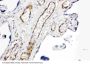 Anti-CD168/HMMR Antibody Picoband®