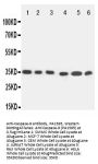 Anti-Caspase 9/CASP9 Antibody Picoband®