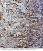 Anti-Caspase 9/CASP9 Antibody Picoband®