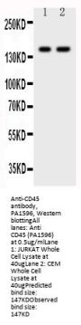 Anti-CD45/PTPRC Antibody Picoband®