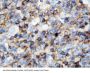 Anti-CD45/PTPRC Antibody Picoband®