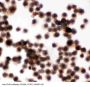 Anti-CD45/PTPRC Antibody Picoband®