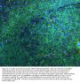 Anti-CD45/PTPRC Antibody Picoband®