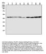 Anti-HDJ2/DNAJA1 Antibody Picoband®