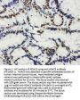 Anti-Histone deacetylase 3 HDAC3 Antibody Picoband®