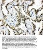 Anti-Histone deacetylase 3 HDAC3 Antibody Picoband®