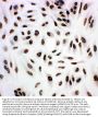 Anti-Histone deacetylase 3 HDAC3 Antibody Picoband®