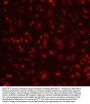 Anti-Histone deacetylase 3 HDAC3 Antibody Picoband®