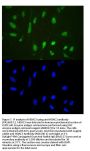 Anti-Histone deacetylase 3 HDAC3 Antibody Picoband®
