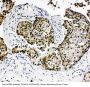 Anti-Homeobox protein Hox-A4 HOXA4 Antibody Picoband®