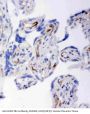 Anti-HSD17B2 Antibody Picoband®