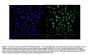 Anti-Heat shock factor protein 2 HSF2 Antibody Picoband®
