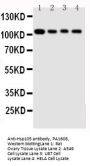 Anti-Hsp105/HSPH1 Antibody Picoband®