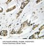 Anti-Hsp105/HSPH1 Antibody Picoband®