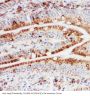Anti-Hsp105/HSPH1 Antibody Picoband®