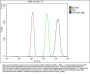 Anti-Hsp105/HSPH1 Antibody Picoband®