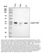 Anti-HSD17B1 Antibody Picoband®