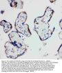 Anti-HSD17B1 Antibody Picoband®