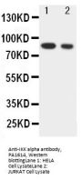 Anti-IKK alpha/CHUK Antibody Picoband®