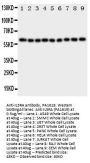 Anti-IL5RA Antibody Picoband®