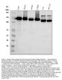 Anti-Integrin alpha 3/ITGA3 Antibody Picoband®