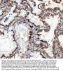 Anti-Integrin alpha 3/ITGA3 Antibody Picoband®