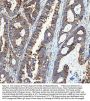 Anti-Integrin alpha 3/ITGA3 Antibody Picoband®
