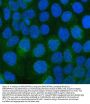 Anti-Integrin alpha 3/ITGA3 Antibody Picoband®