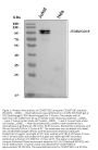 Anti-CD18/ITGB2 Antibody Picoband®